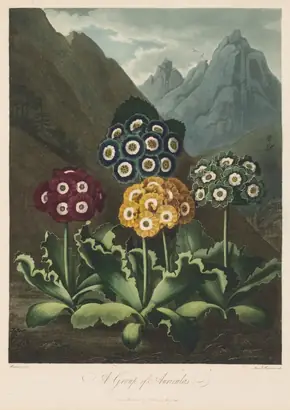 Dokumentasi museum The Temple of Flora, or Garden of Nature:  A Group of Auriculas. Robert John Thornton (British, 1768–1837).