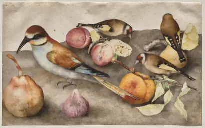 Dokumentasi museum Still Life with Birds and Fruit. Giovanna Garzoni (Italian, 1600–1670).