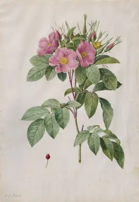 Dokumentasi museum Pasture Rose (Rosa Carolina Corymbosa). Pierre-Joseph Redouté (French, 1759–1840).