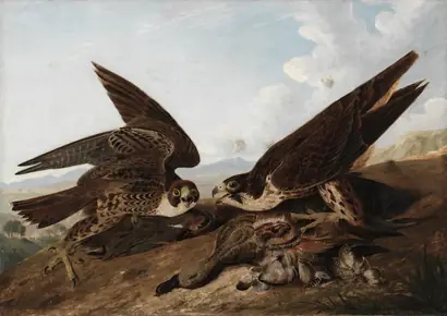 Dokumentasi museum Peregrine Falcons (Duck Hawks). John James Audubon (American, born Haiti, 1785–1851).