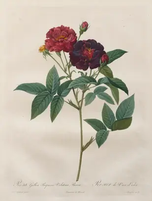 Dokumentasi museum The Roses:  Rosa Gallica Purpurea Velutina Parva. Langlois (French); published by: Pierre-Joseph Redouté (French, 1759–1840); after: Henri Joseph Redouté (French, 1766–1853).