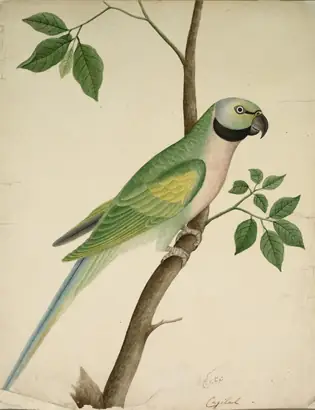 Dokumentasi museum Green Parrot. Nama pembuat belum tercantum pada daftar atribusi museum.