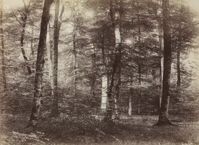 Dokumentasi museum Untitled (The Forest of Fontainebleau). Constant Alexandre Famin (French, 1827–1888).