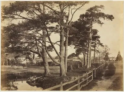 Dokumentasi museum Scotch Firs, Hawkhurst. Benjamin Brecknell Turner (British, 1815–1894).