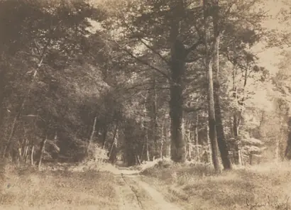 Dokumentasi museum Pathway in the Forest of Fontainebleau. Gustave Le Gray (French, 1820–1884).
