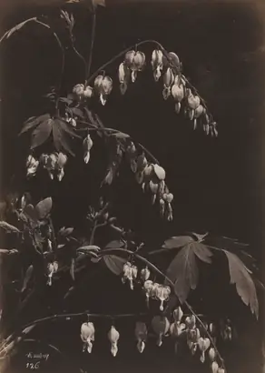 Dokumentasi museum Floral Still Life (Bleeding Hearts). Charles Aubry (French, 1811–1877).