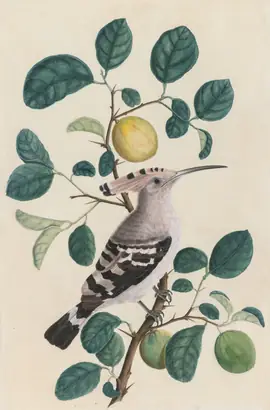 Dokumentasi museum Hoopoe on a Citrus Tree Branch. Nama pembuat belum tercantum pada daftar atribusi museum.