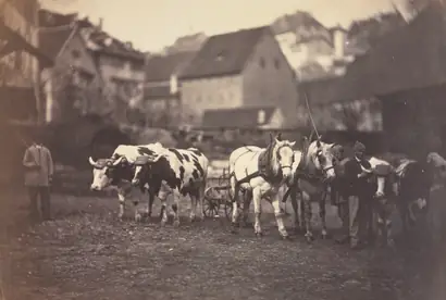 Dokumentasi museum Untitled (Farm Animals). Adolphe Braun (French, 1812–1877).