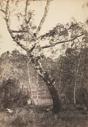 Dokumentasi museum Study of a Birch Tree, Barbizon. Constant Alexandre Famin (French, 1827–1888).