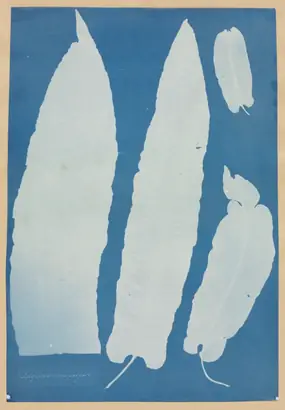 Dokumentasi museum Scolopendrium Vulgare. Anna Atkins (British, 1799–1871).