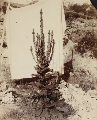 Dokumentasi museum Mullein in Bloom. Eugène Atget (French, 1857–1927).