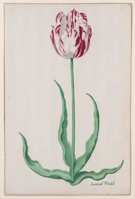 Dokumentasi museum Study of a Tulip (Ammirael Winckel). Pieter Holsteyn II (Dutch, c.1612–1673).