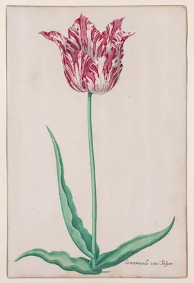 Dokumentasi museum Study of a Tulip (Gemarmerde van Jasper). Pieter Holsteyn II (Dutch, c.1612–1673).