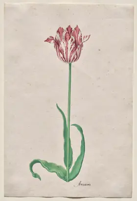 Dokumentasi museum Study of a Tulip (Anvaers). Pieter Holsteyn II (Dutch, c.1612–1673).