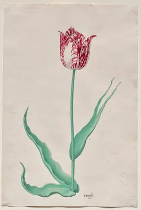 Dokumentasi museum Study of a Tulip ('t roosje). Pieter Holsteyn II (Dutch, c.1612–1673).