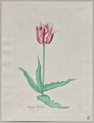 Dokumentasi museum Study of a Tulip (Perregoen Machieu). Pieter Holsteyn II (Dutch, c.1612–1673).