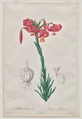 Dokumentasi museum Lillium Pomponium (Turban Lily), plate 7 from Les Liliacées. Peran menurut katalog: De Gouy (French, 1670–1830); after: Pierre-Joseph Redouté (French, 1759–1840).