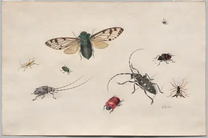 Dokumentasi museum Studies of Insects. Johannes Bronckhorst (Netherlands, 1648–1727).