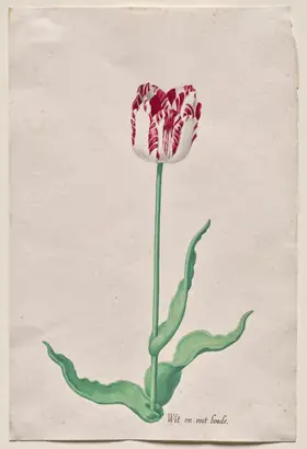 Dokumentasi museum Study of a Tulip (Wit en root boode). Pieter Holsteyn II (Dutch, c.1612–1673).